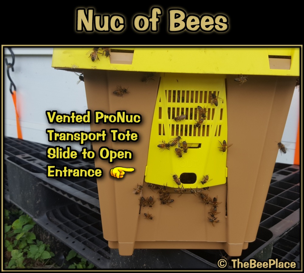 Nuc Of Bees Image 6