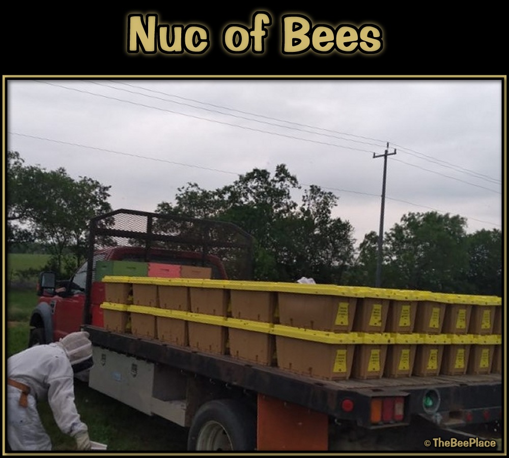 Nuc Of Bees Image 7