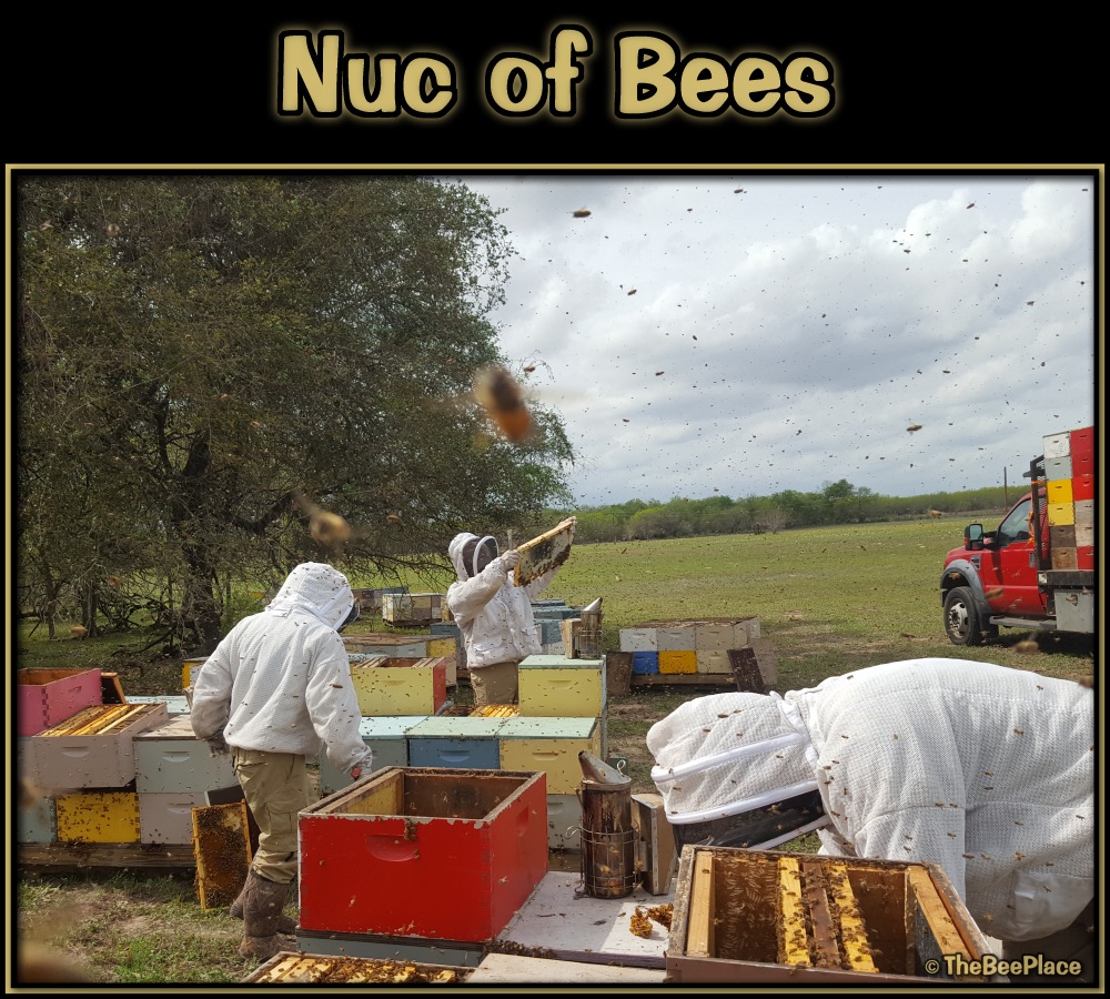 Nuc Of Bees Image 11