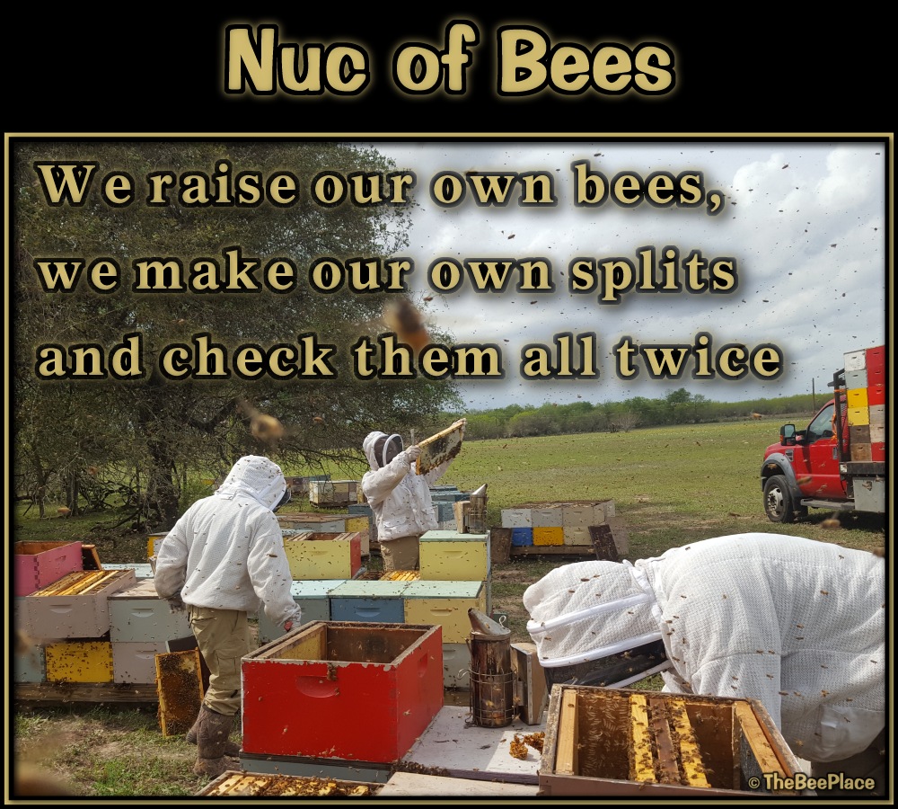 Nuc Of Bees Image 12