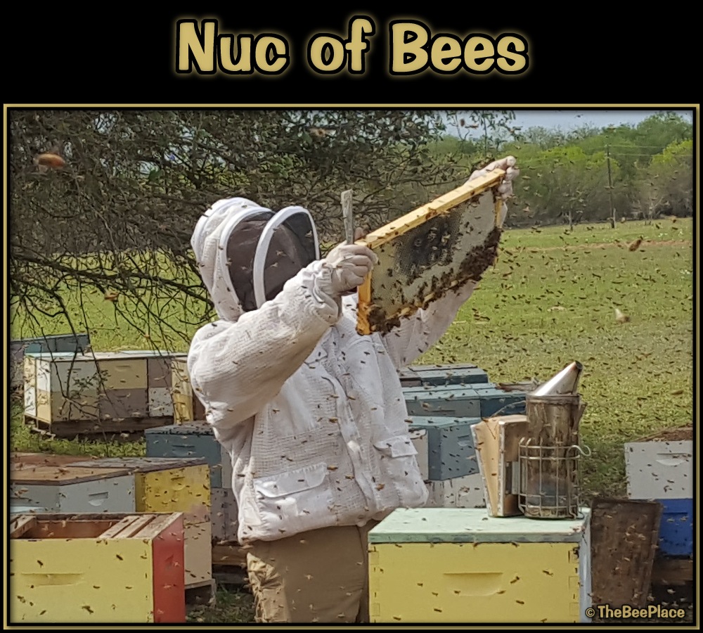 Nuc Of Bees Image 13