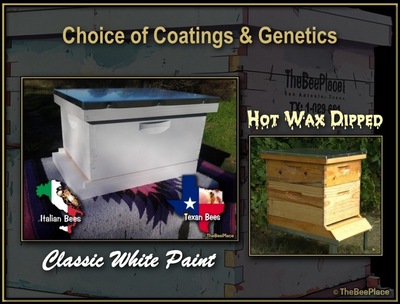 Order Bees And Hives