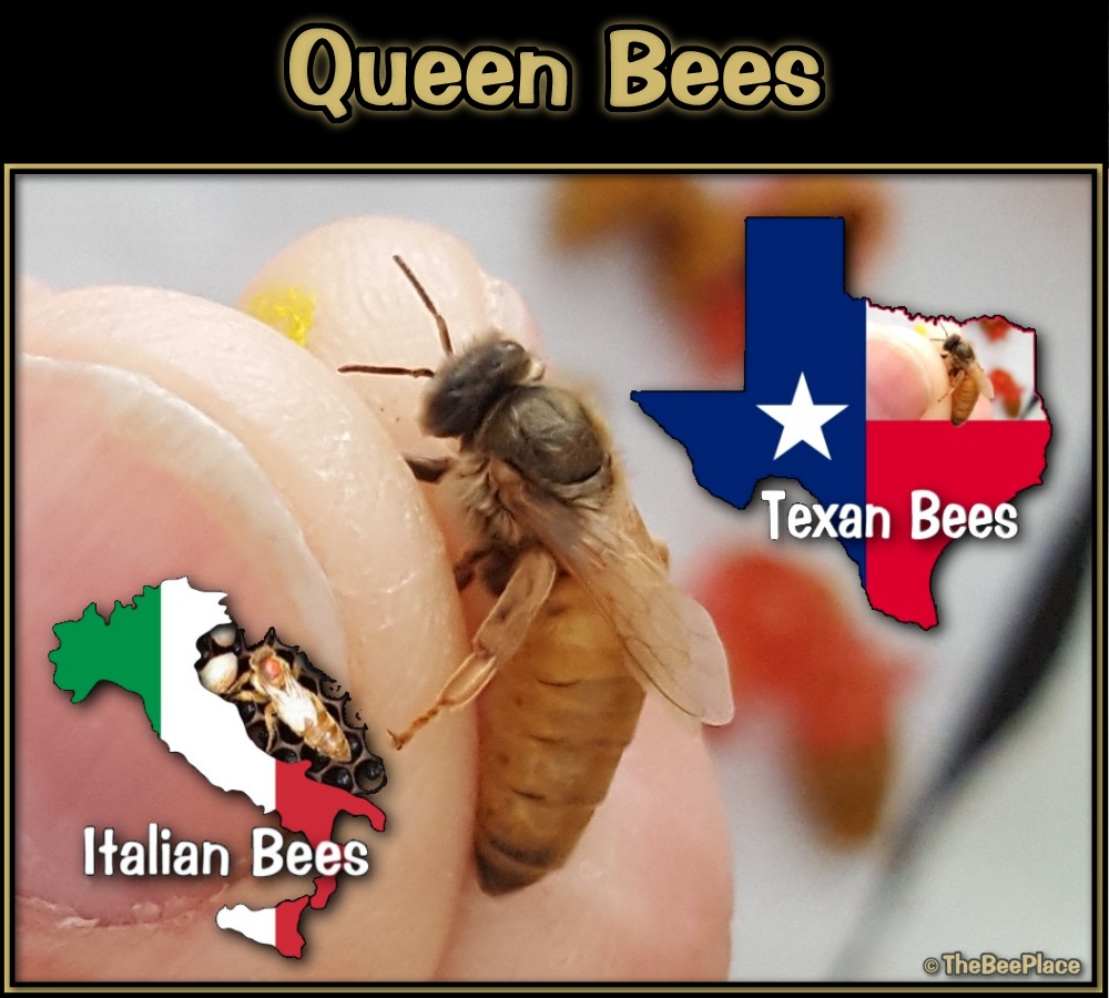 Queen Bees Image 2