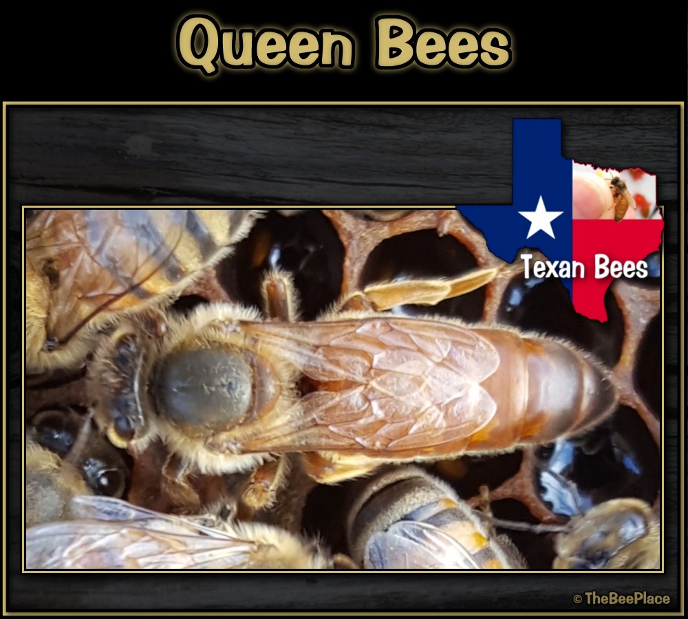 Queen Bees Image 6
