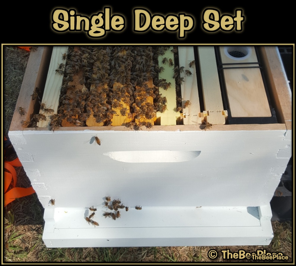Single Deep Hives Image 5