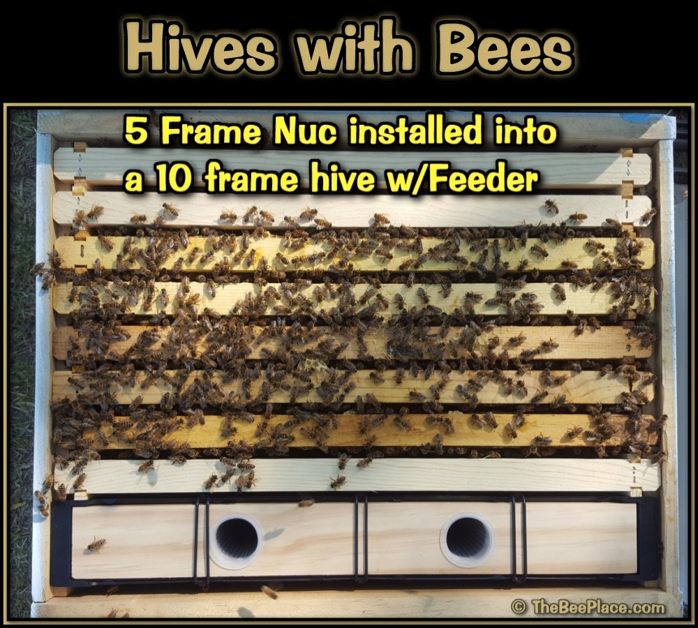 Single Deep Hives Image 7