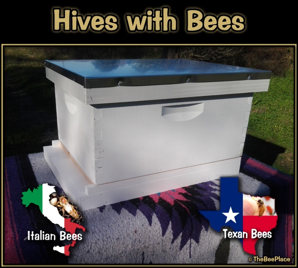 Single Deep Hives Image 10