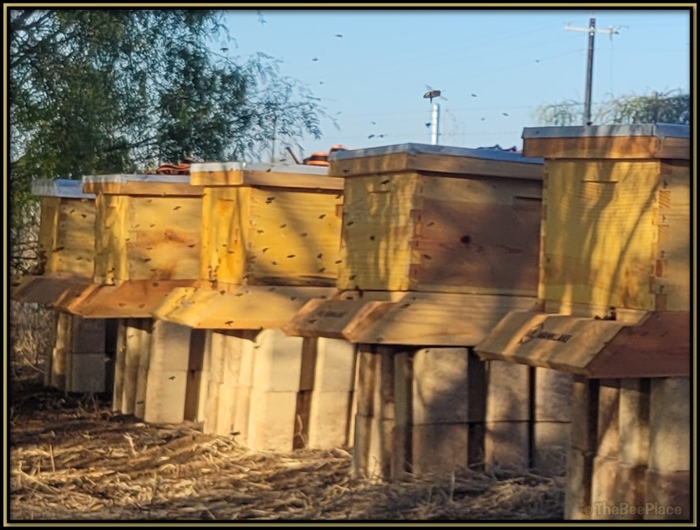 Tax Bees Starter Sets 02