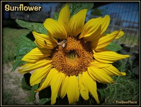 Wildflowers Image 16