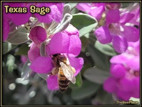 Wildflowers Image 25