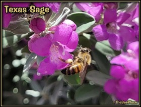 Wildflowers Image 26