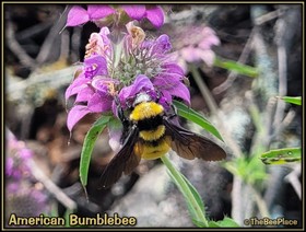 Wildflowers Image 27