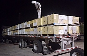 Bees Working Image 1