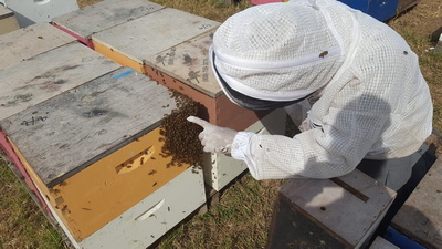 Bees Working Image 7