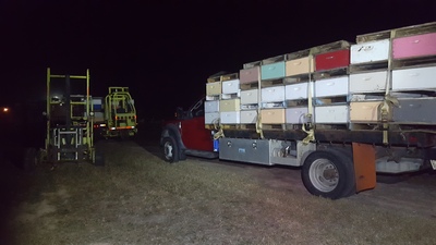 Bees Working Image 10