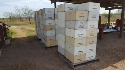 Bees Working Image 15