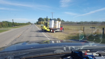 Bees Working Image 16