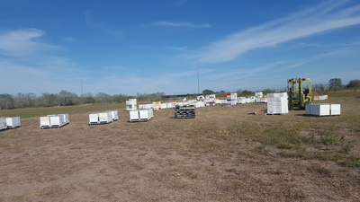 Bees Working Image 17