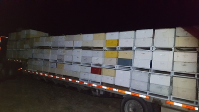 Bees Working Image 18