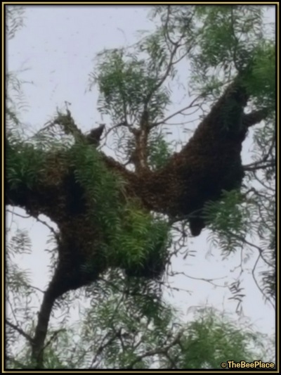 July Fourth Swarm Image 4