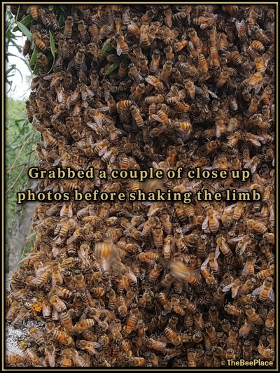 July Fourth Swarm Image 13