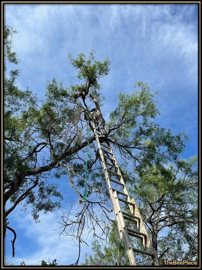 July Fourth Swarm Image 14