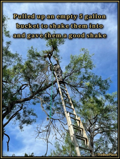 July Fourth Swarm Image 15