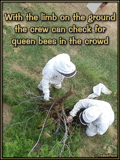 July Fourth Swarm Image 20