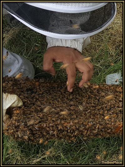 July Fourth Swarm Image 23