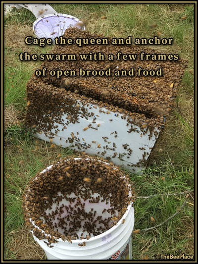 July Fourth Swarm Image 26