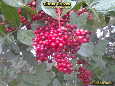 Citrus Groves Image 13