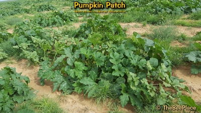 Pumpkin Patch Image 8