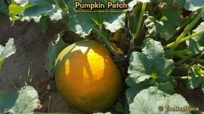 Pumpkin Patch Image 12