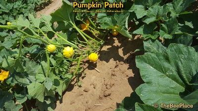 Pumpkin Patch Image 14