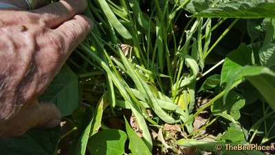 Row Crops Image 8