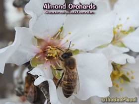Almond Pollination