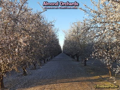 Almond Pollination Image 2