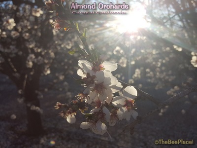 Almond Pollination Image 4