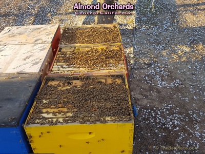 Almond Pollination Image 8