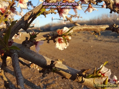 Almond Pollination Image 10