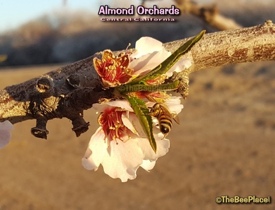Almond Pollination Image 11