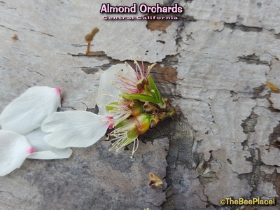 Almond Pollination Image 13