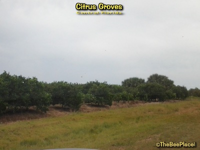 Citrus Groves Image 9