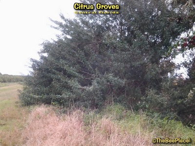 Citrus Groves Image 10