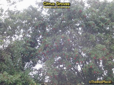 Citrus Groves Image 11