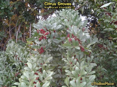 Citrus Groves Image 12