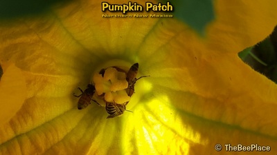 Pumpkin Patch Image 4