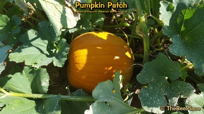 Pumpkin Patch Image 16