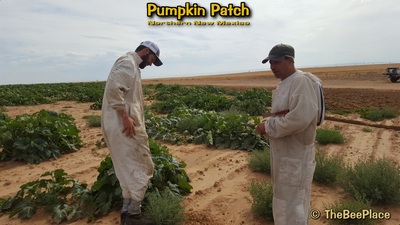 Pumpkin Patch Image 21