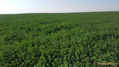 Row Crops Image 12